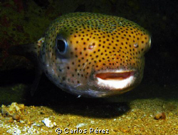 Curious Puffer Nigth Dive @ St. Thomas Virgin Island by Carlos Pérez 
